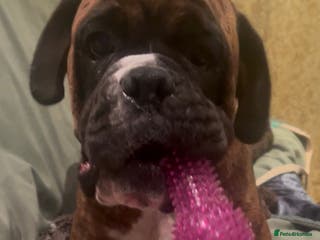 Boxer dogs adorable boxer puppies - Advert 6