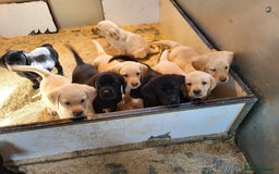 Labrador Retriever dogs for sale: Perfect Charming Litter Labrador Retriever Puppies - Image 4