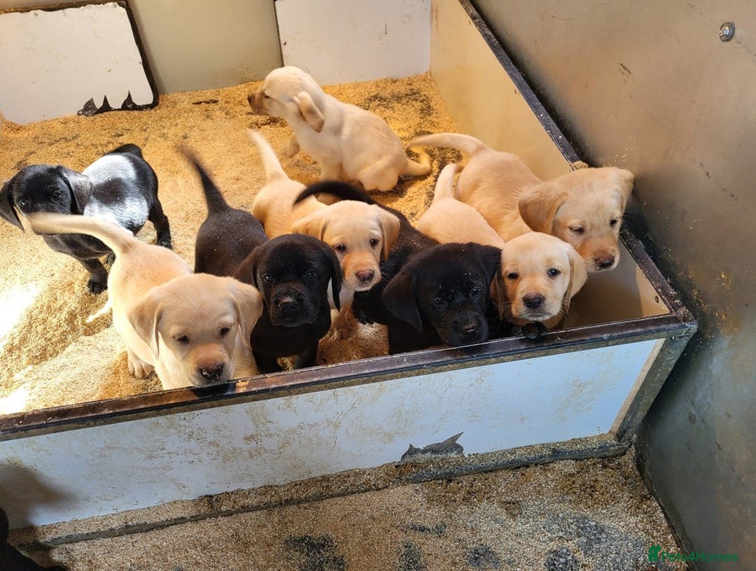 Labrador Retriever dogs for sale: Perfect Charming Litter Labrador Retriever Puppies - Image 4
