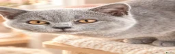 British Shorthair cats for sale: 💙 Last Lilac Male kitten Ready Now 💙 - Advert 3