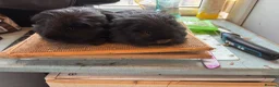 Guinea Pig rodents for sale: Pair of sheltie boys for loving home  - Advert 2