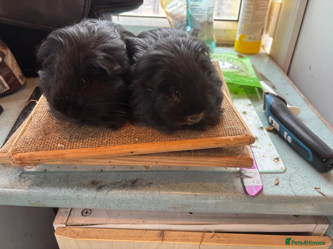 Guinea Pig rodents for sale: Pair of sheltie boys for loving home  - Advert 2