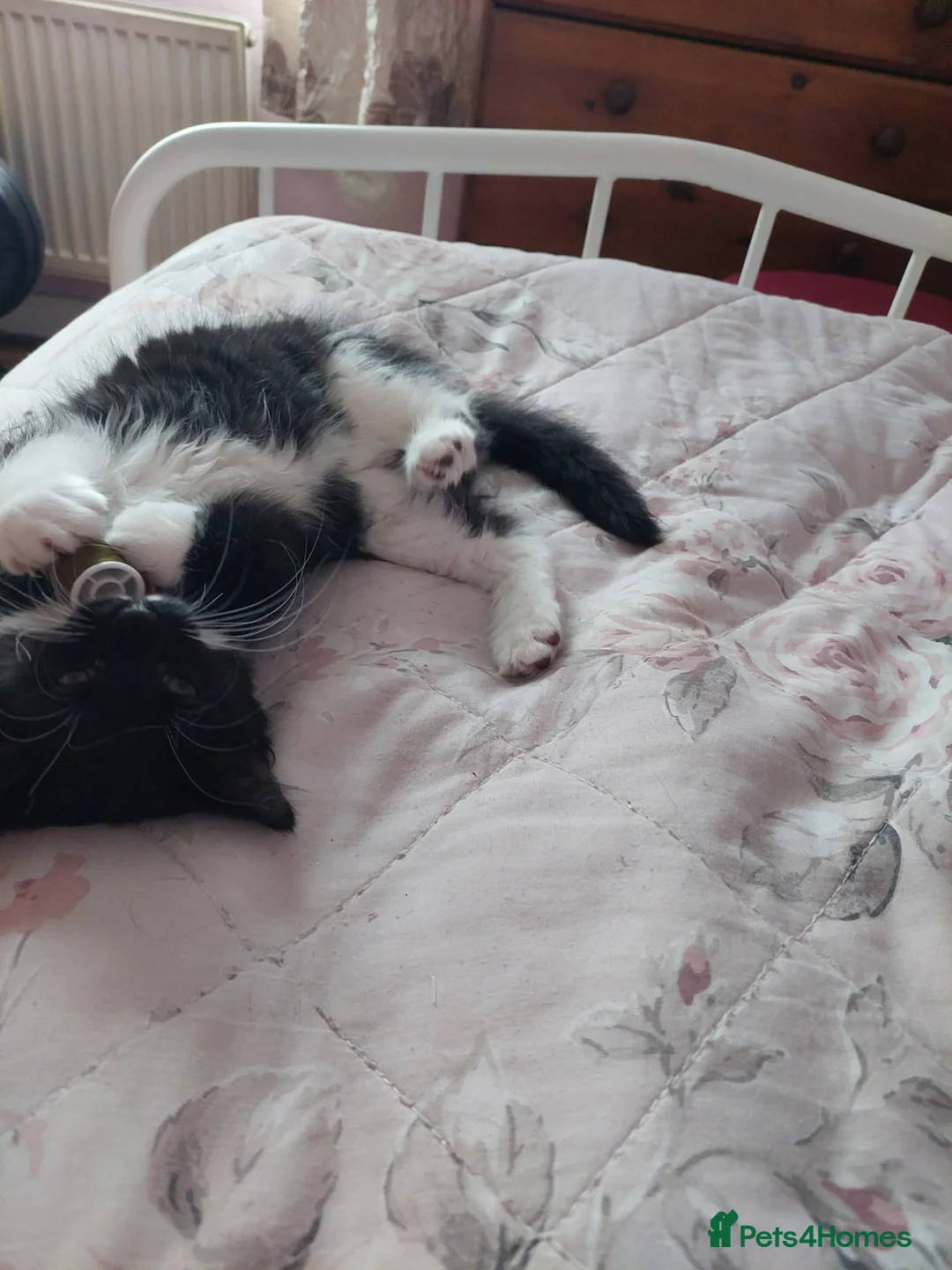 Mixed Breed cats for sale: Female kitten  - Advert 17