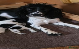 Cocker Spaniel dogs for sale: Cocker Spaniel Puppies - Image 6