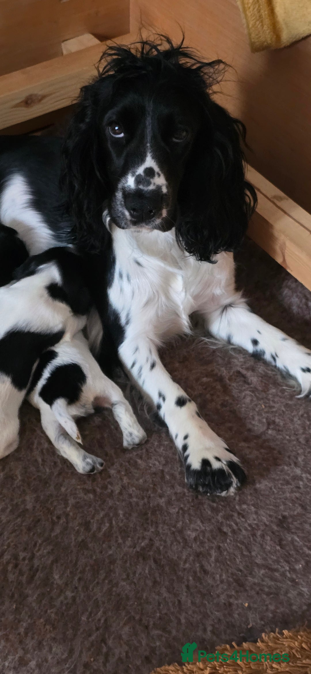 Cocker Spaniel dogs for sale: Cocker Spaniel Puppies - Image 6