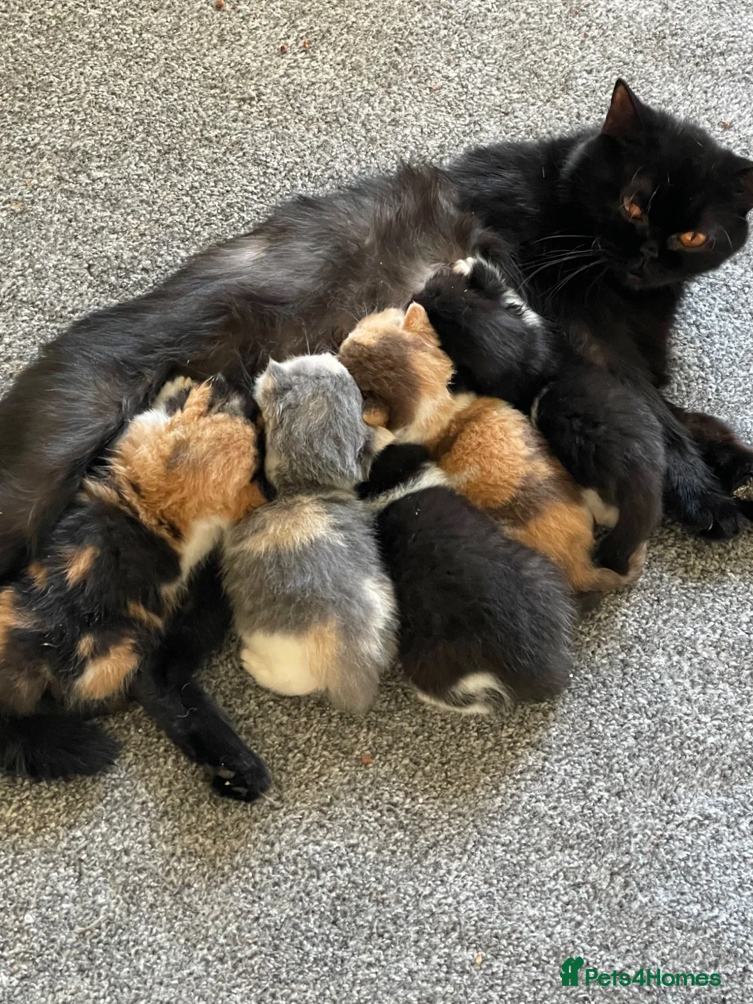 British Shorthair cats for sale: Amazing mix of colours from my pet Poppet - Advert 1