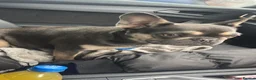 French Bulldog dogs for sale: Beautiful french bulldog  - Advert 1