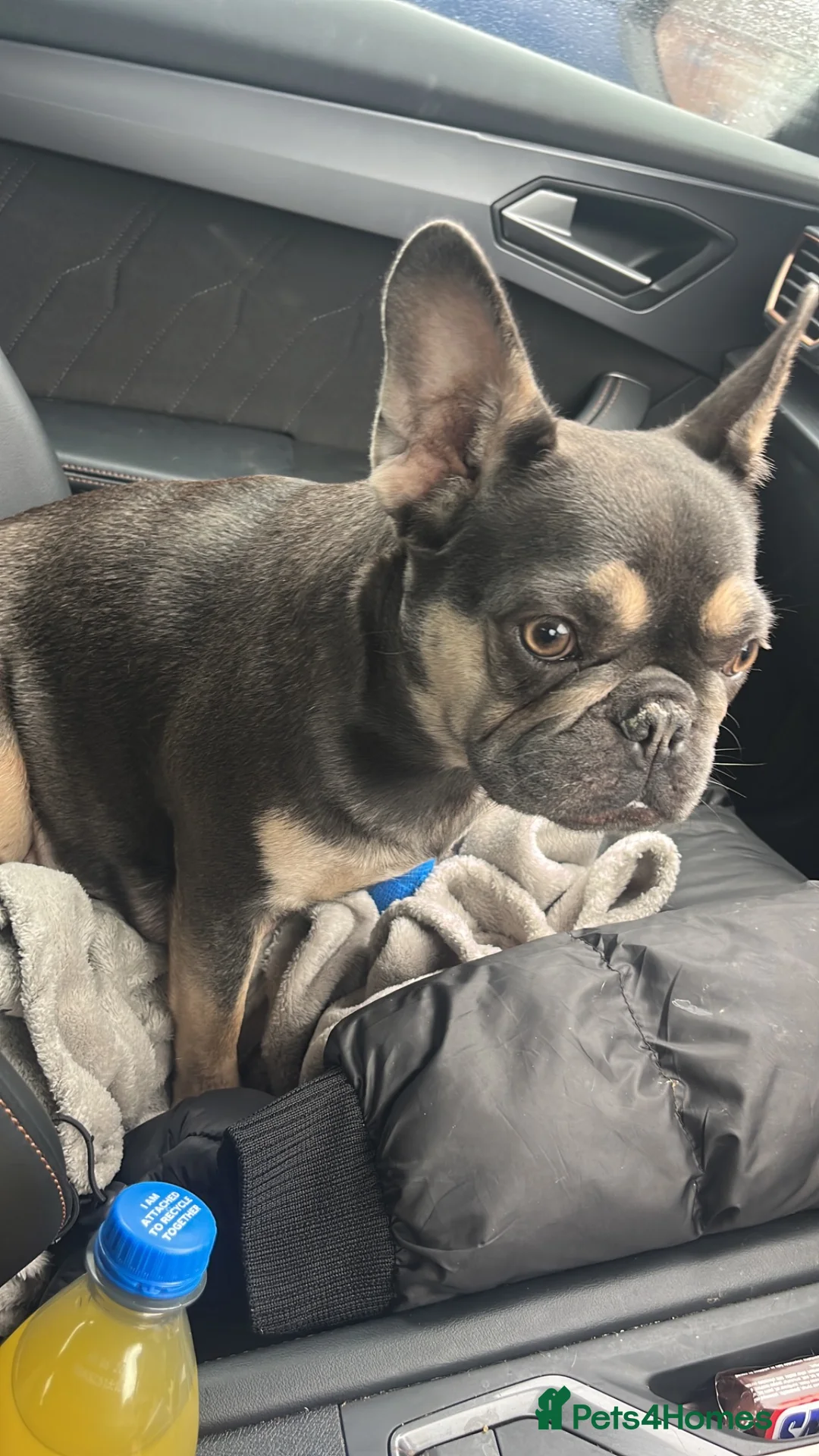 French Bulldog dogs for sale: Beautiful french bulldog  - Advert 1