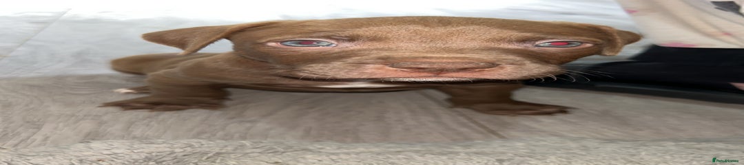 American Bully Puppy 1