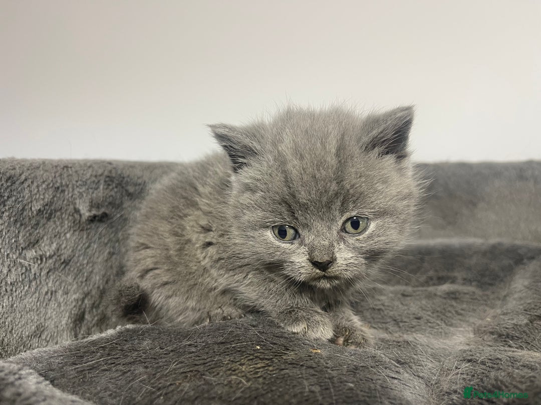 British Shorthair cats for sale: 2 british blue shorthair boys - Advert 7