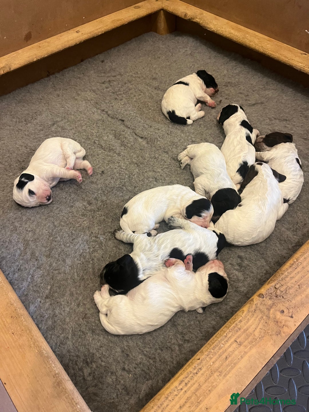Cocker Spaniel dogs for sale: Stunning KC health tested Cocker pups  - Image 17