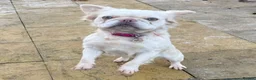 French Bulldog dogs for sale: Fluffy frenchie female - Advert 5