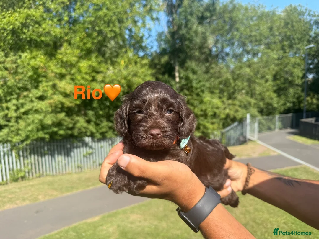 Cockapoo dogs for sale: COCKAPOO PUPPIES beautiful  in Oldham - Advert 2