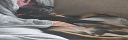 Rottweiler dogs for sale: Little girl looking for her forever home  - Advert 6