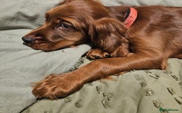 Irish Setter dogs for sale: Beautiful KC-Reg Irish Setter Girl – Ready Now - Image 3