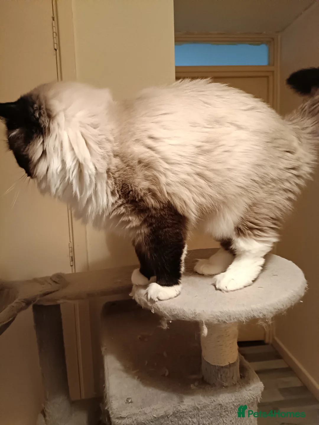 Ragdoll cats for stud: Beautiful Ragdoll male in Telford - Advert 8