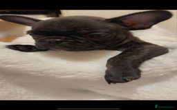 French Bulldog dogs for sale: French puppies  - Advert 12