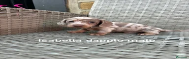 Miniature Dachshund Puppy 2