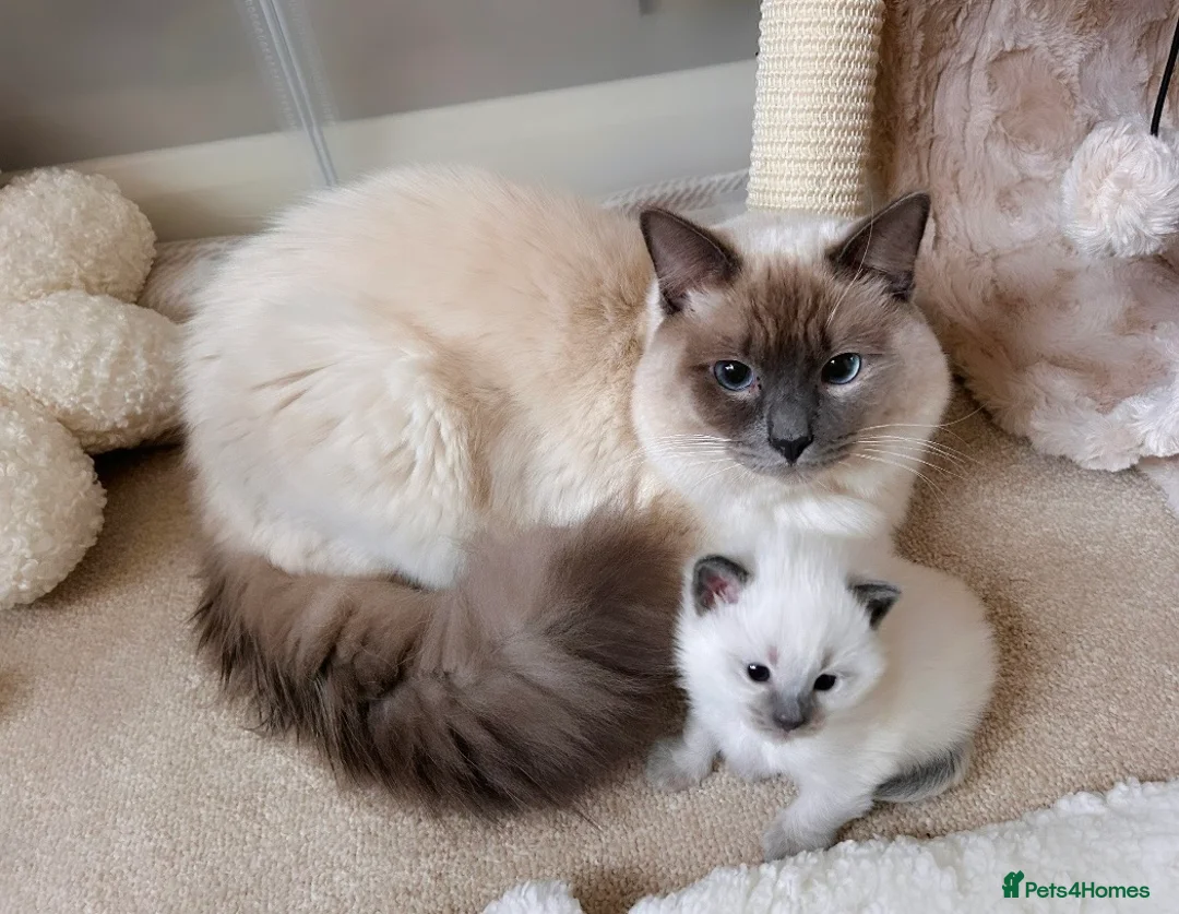 Ragdoll cats for sale: Ragdoll kittens for sale  - Advert 12