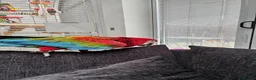 Macaws birds for sale: Macaw - Advert 3