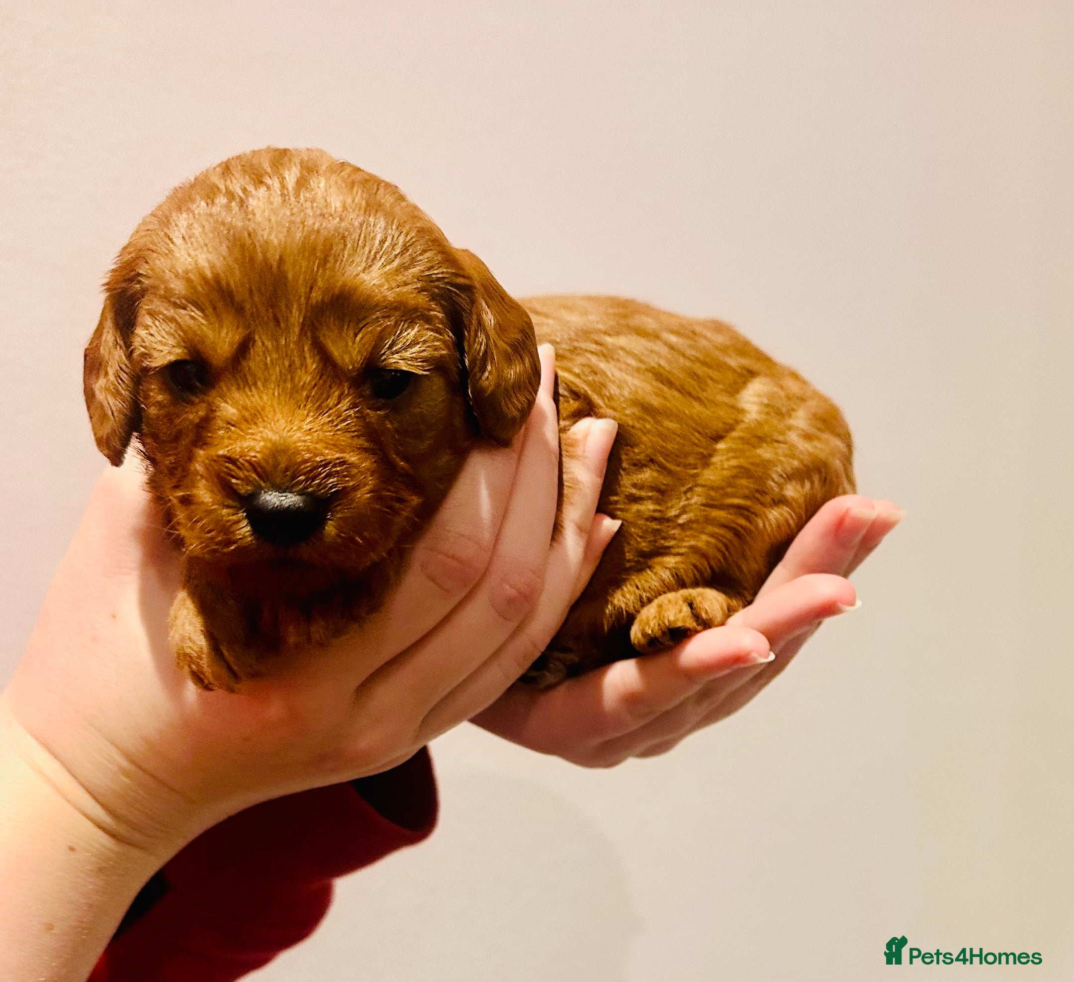 Cavapoo dogs Toy Cavapoo Puppies  - Advert 13