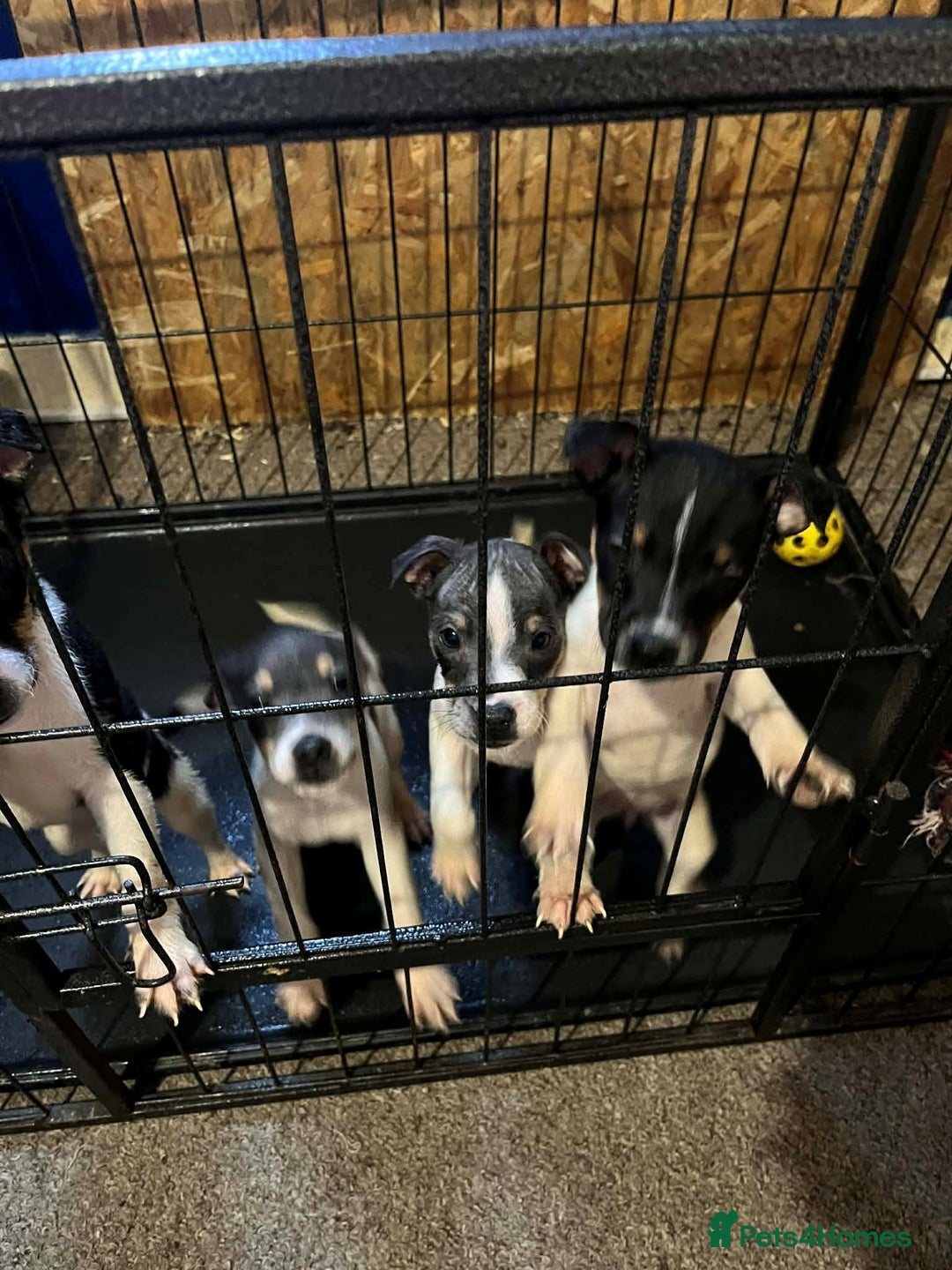 Jack Russell dogs for sale: four adorable jack russel puppies - Advert 1