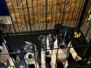 Jack Russell dogs four adorable jack russel puppies - Advert 1