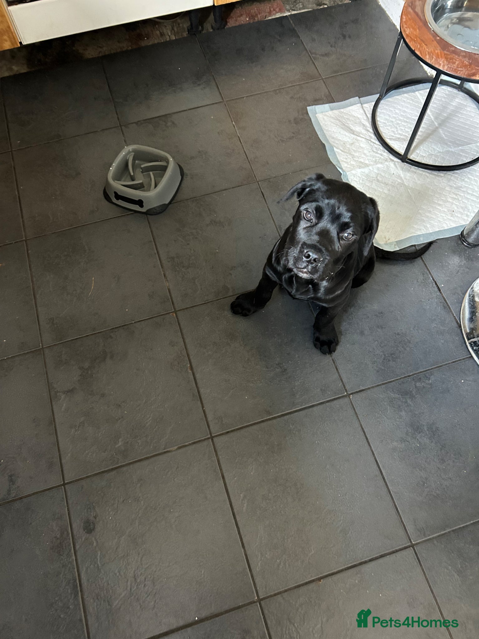 Cane Corso dogs Male cane corso - Advert 11