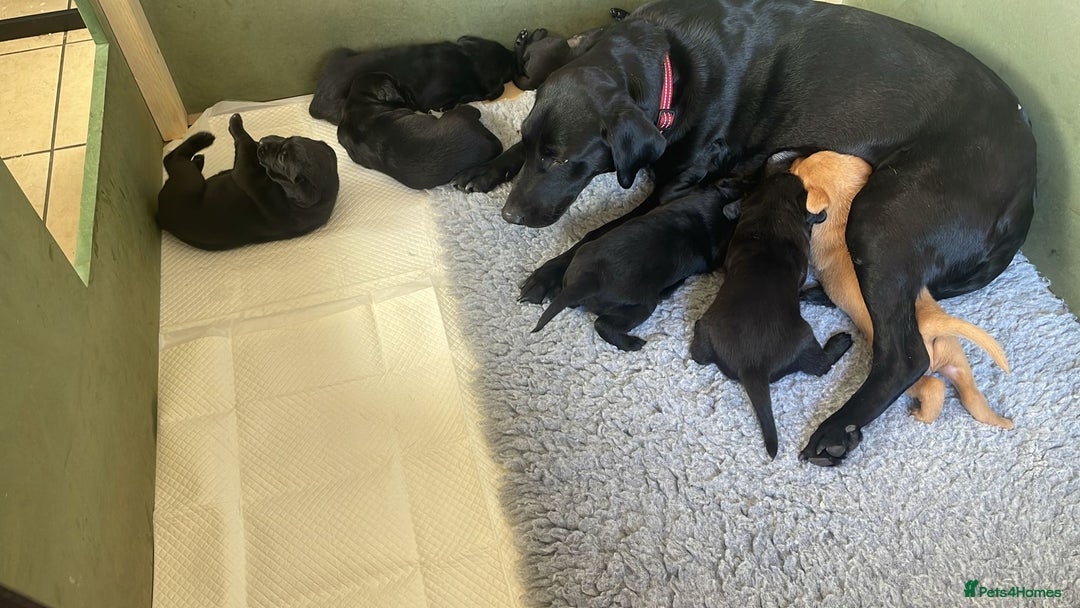Labrador Retriever dogs for sale: Labrador Pups for sale in Fittleworth - Image 8