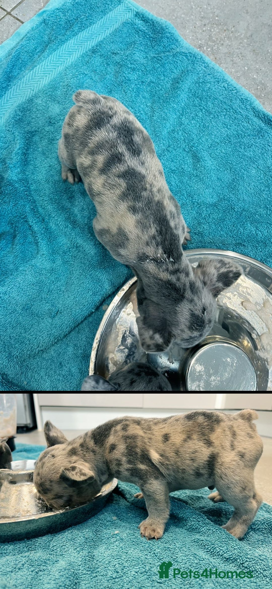 French Bulldog dogs for sale: Multi Coloured Merle French Bulldog Pups  - Advert 4