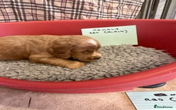 Cocker Spaniel dogs for sale: Two cocker spaniel litters - Image 29
