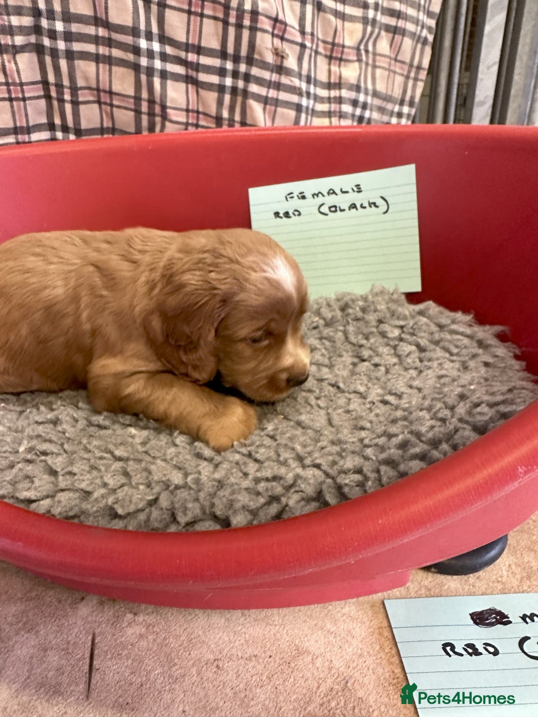 Cocker Spaniel dogs for sale: Two cocker spaniel litters - Image 29