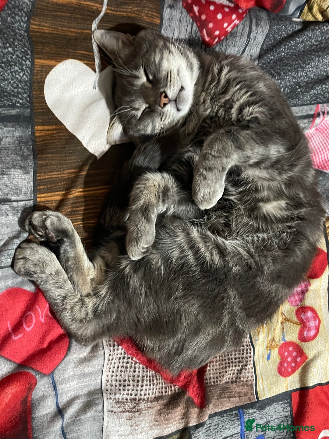 American Shorthair cats for sale: Tabby cat - Advert 3