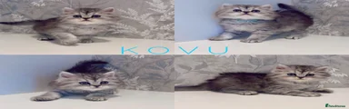 Kovu