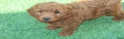 Cockapoo dogs for sale: STUNNING COCKAPOO PUPPYS EXTENSIVELY HEALTH TESTED - Advert 4