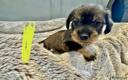 Dachshund dogs for sale: wirehaired dachshunds (teckels) - Image 7