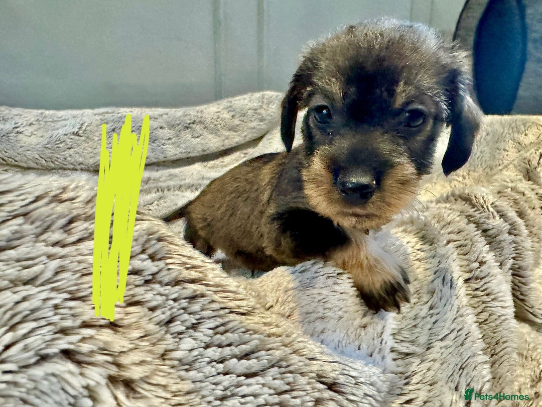 Dachshund dogs for sale: wirehaired dachshunds (teckels) - Image 7