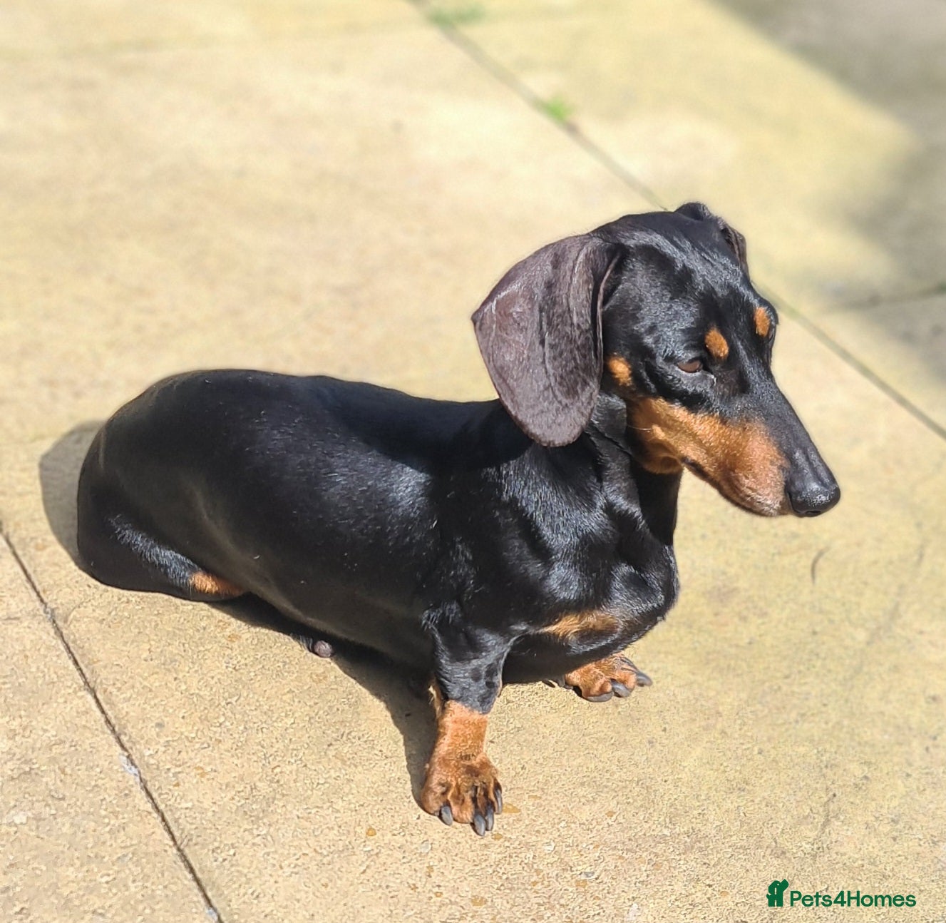 Miniature Dachshund dogs Miniature dachshund  - Advert 11