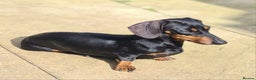 Miniature Dachshund dogs for sale: Miniature dachshund  - Advert 1