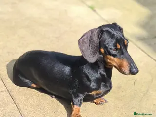 Miniature Dachshund dogs Miniature dachshund - Advert 13