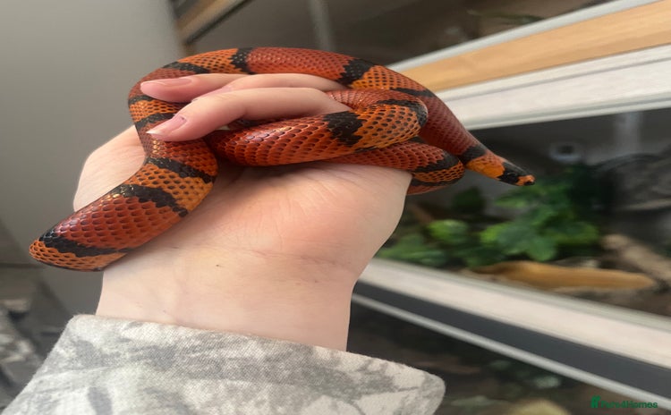 Mixed Breed reptiles - Advert 1