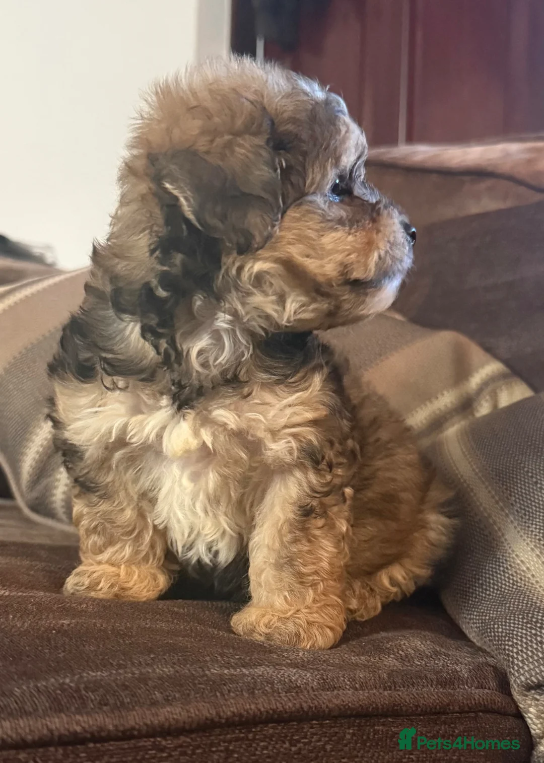 Lhasapoo dogs for sale: Lhasapoo puppies  - Advert 2