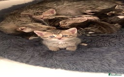 Mixed Breed cats for sale: Half Siberian Kittens ready now - Image 9