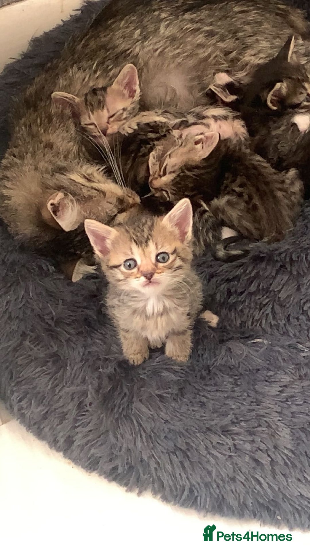 Mixed Breed cats for sale: Half Siberian Kittens ready now - Image 9