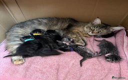 Siberian cats for sale: Siberian x kittens  - Image 12