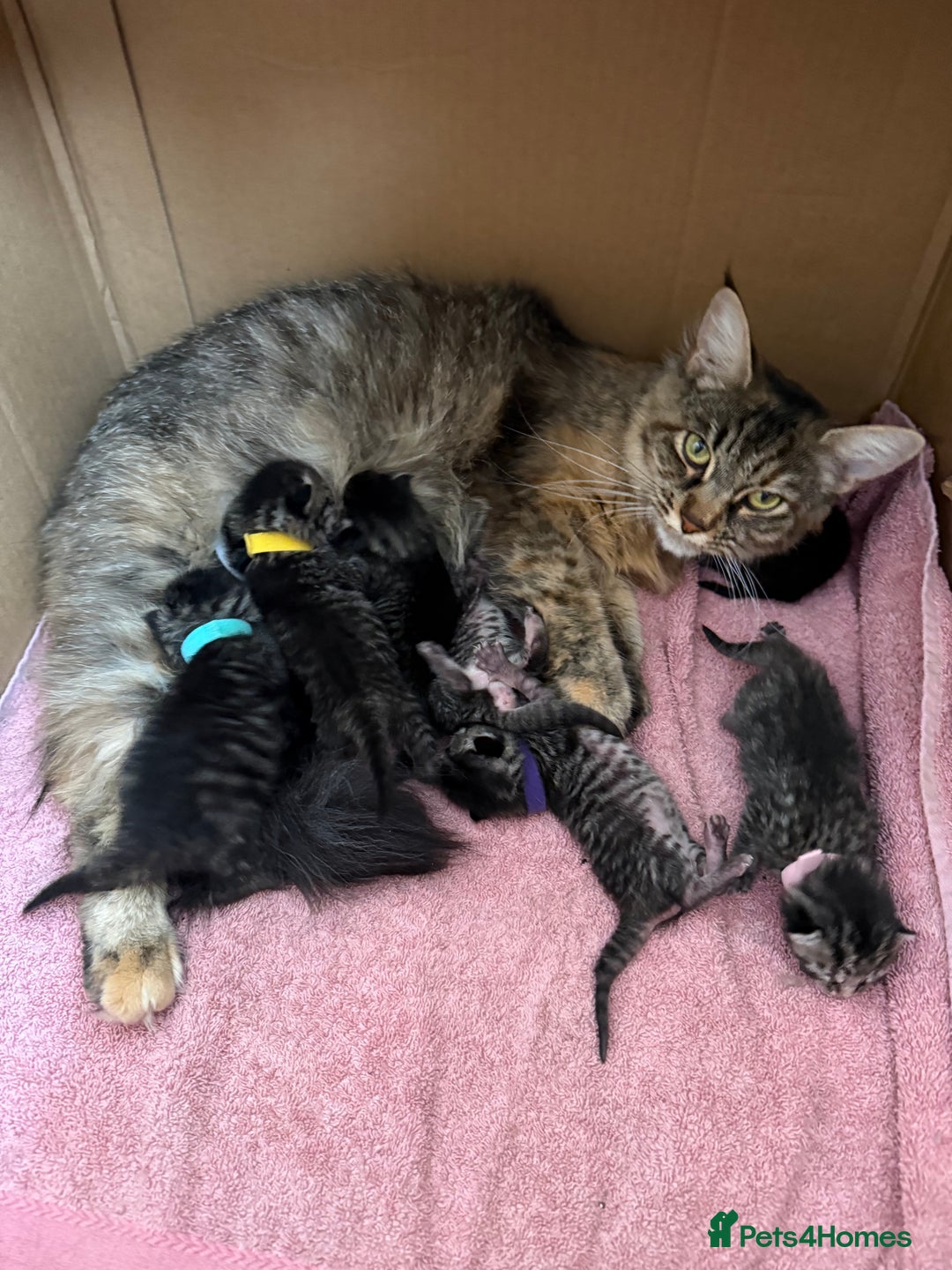 Siberian cats for sale: Siberian x kittens  - Image 12