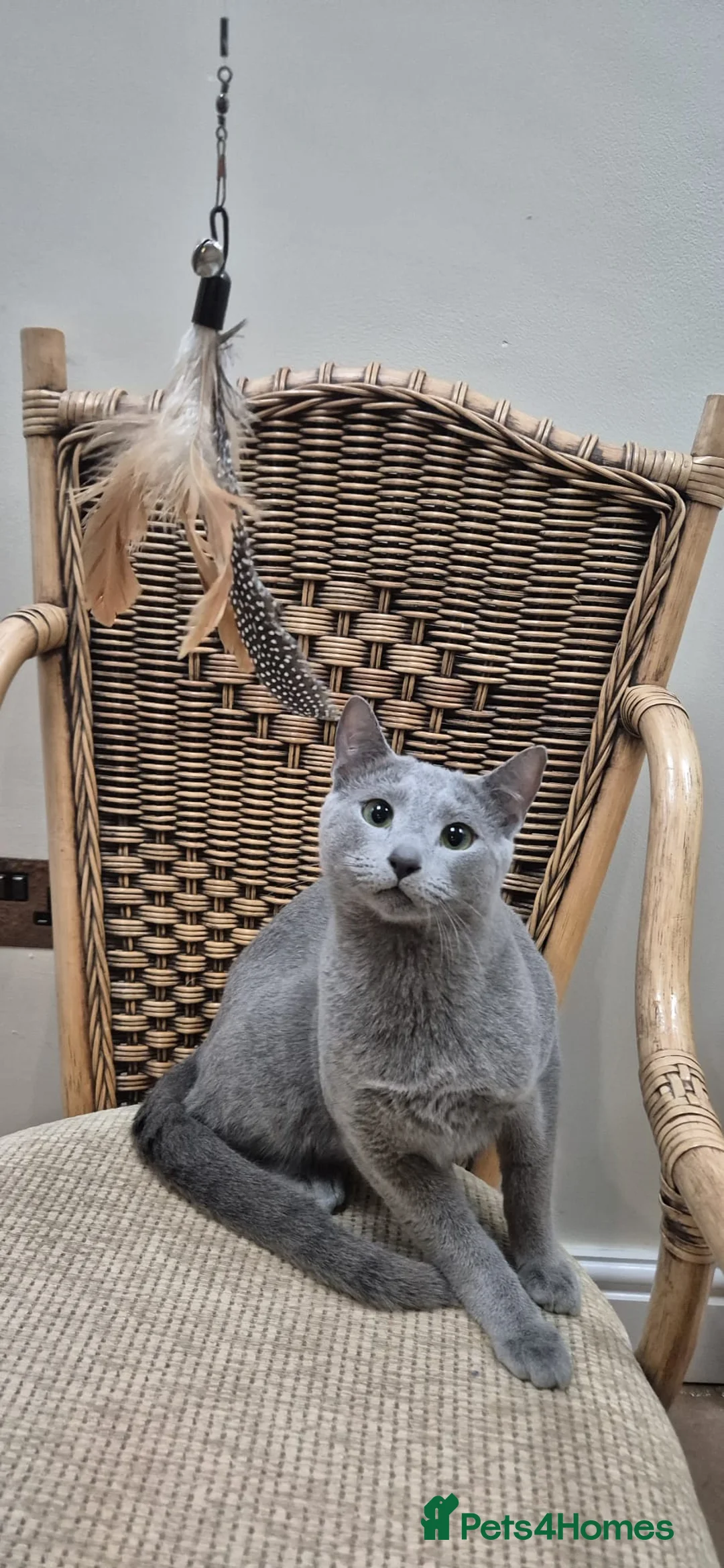 Russian Blue cats for sale: Beautiful pedigree Russian blue duo - Advert 2