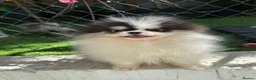 Pomeranian dogs for sale: Beautiful Pomeranians 🖤🤍 - Advert 7