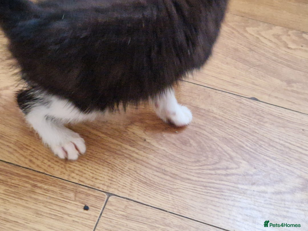 Mixed Breed cats for sale: ready to go - Image 23
