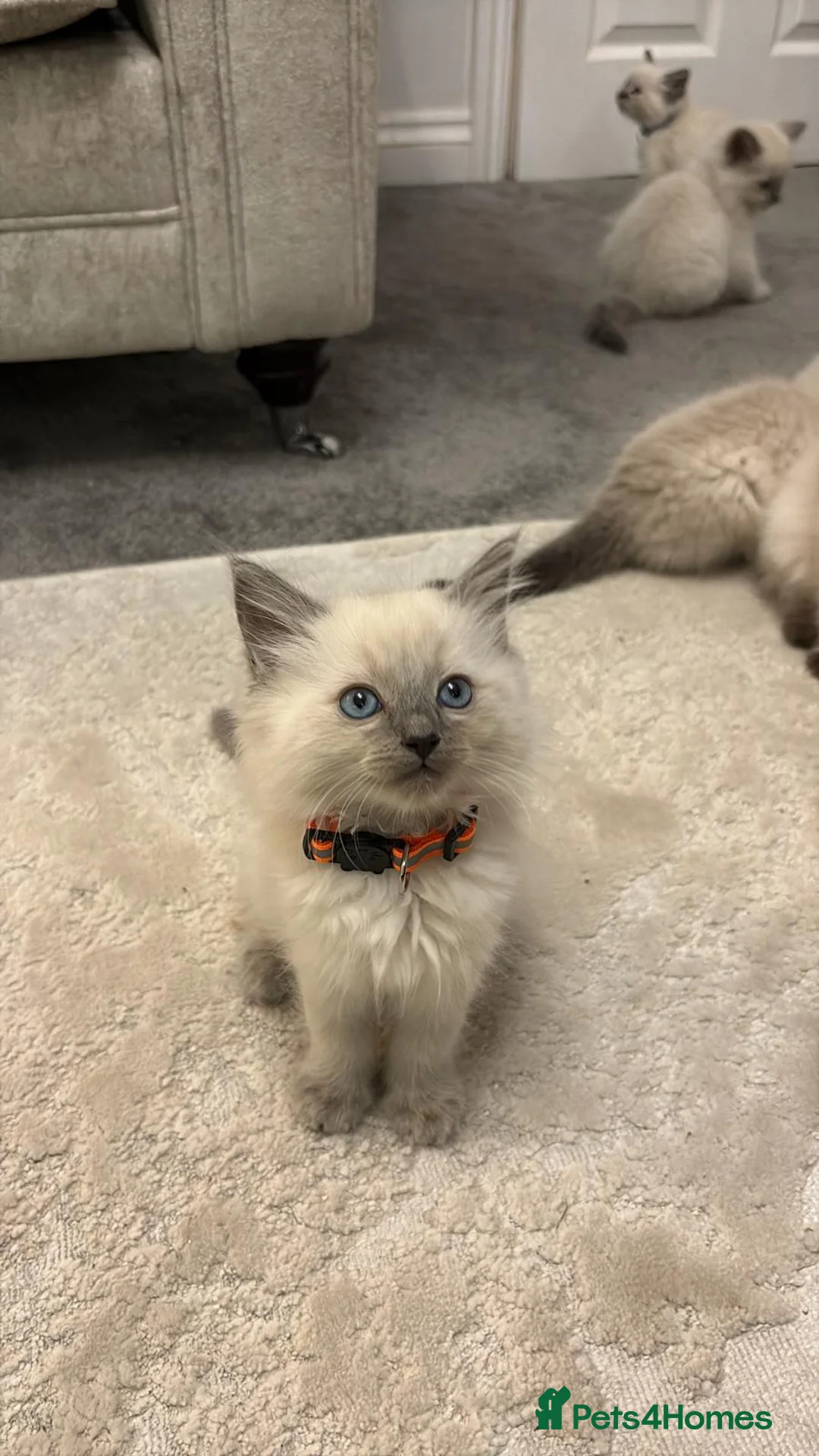 Ragdoll cats for sale: 5 beautiful Ragdoll kittens  - Advert 1